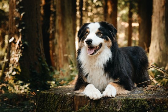 Lulu mini aussie