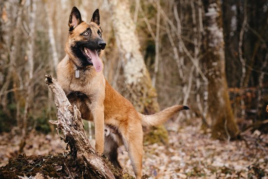 Malinois dans la forêt