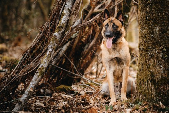 Malinois dans la forêt