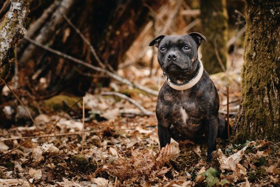 Staffy dans la forêt