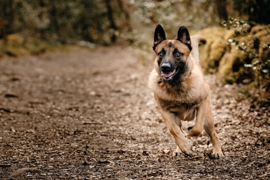 Malinois dans la forêt