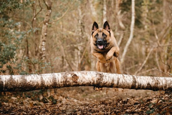 Malinois dans la forêt