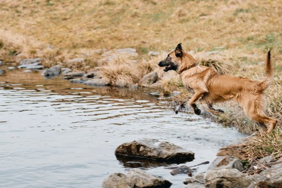 Malinois saut dans l'eau