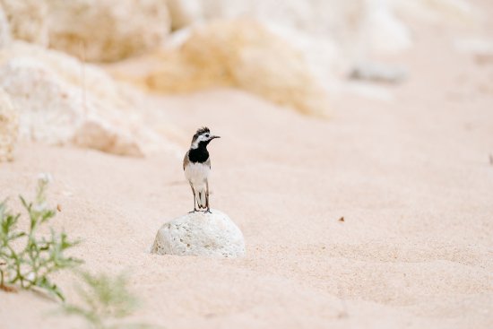 Bergeronnette grise sur la plage de la Biroire à Oléron