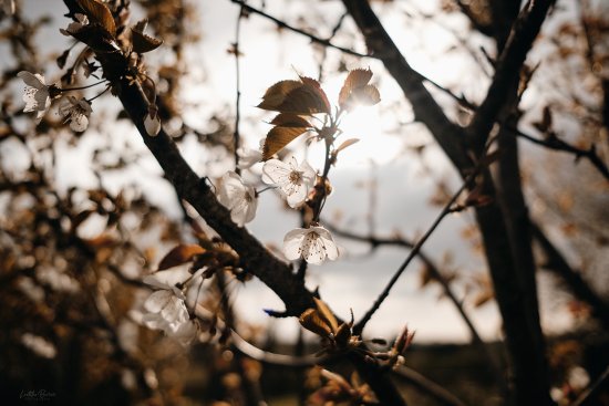 Fleurs de cerisier