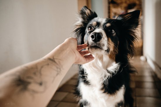 Border collie et tatouage renard