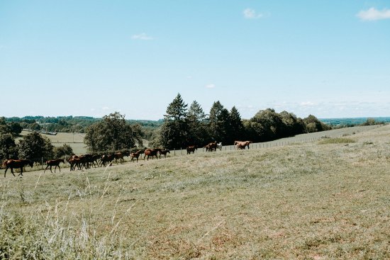 Juments et poulains de la jumenterie de Chignac à Pompadour