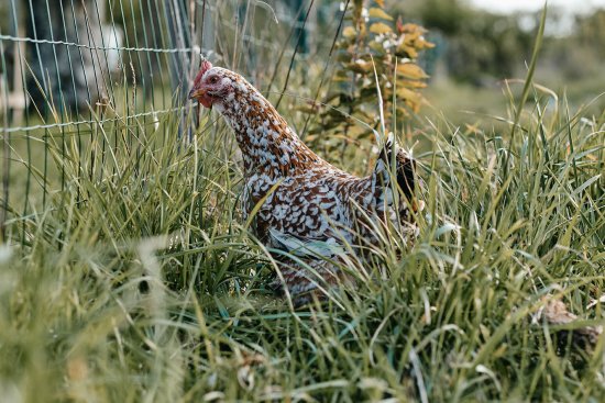 La poule Imprimante