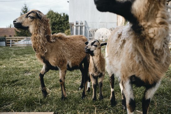 Moutons du cameroun et agneau