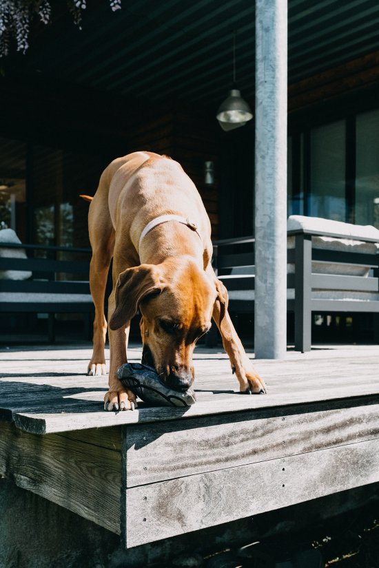 Séance photo nouveau-né au jardin avec chien Limoges