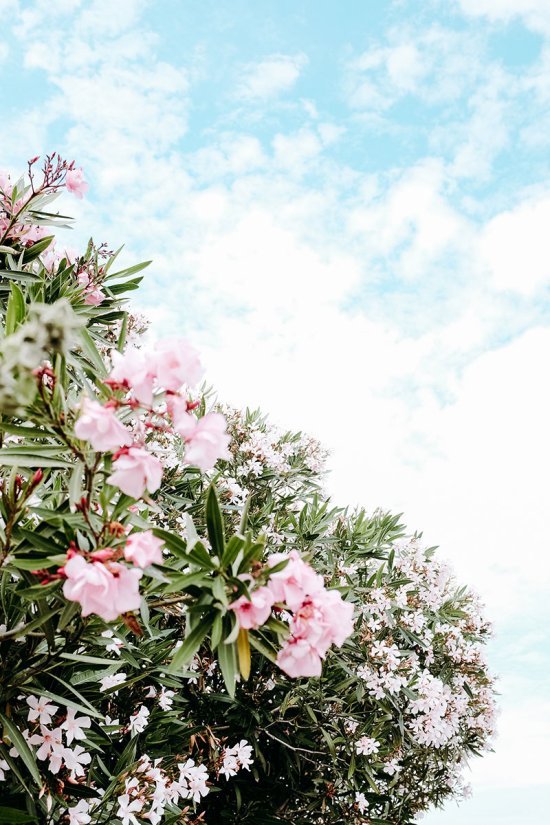 Laurier rose sur l'Île d'Oléron