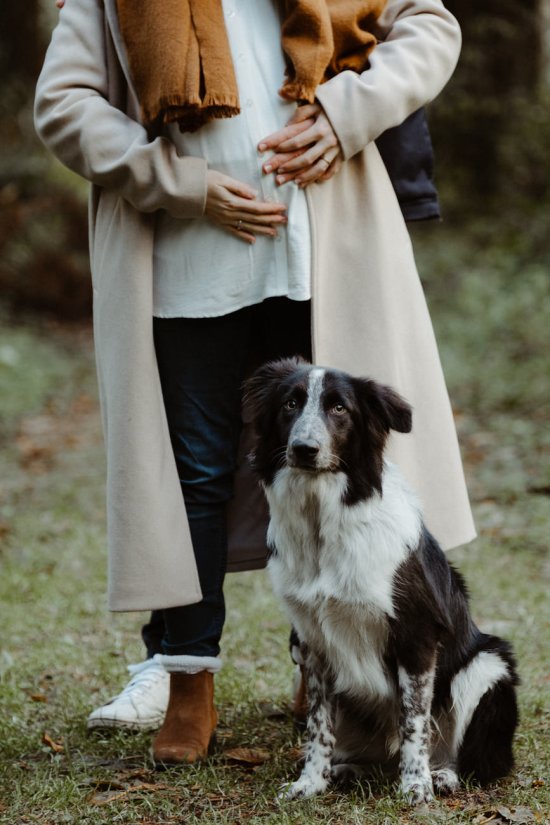 Séance photo grossesse border collie Limoges 87