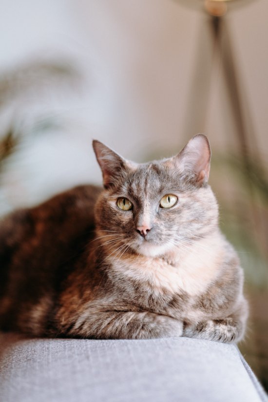 Le chat de la mariée