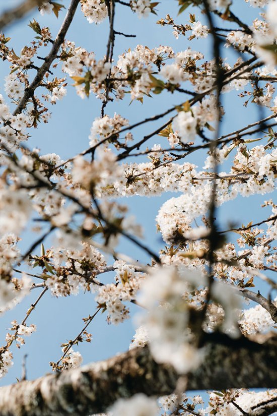 Fleurs de cerisier