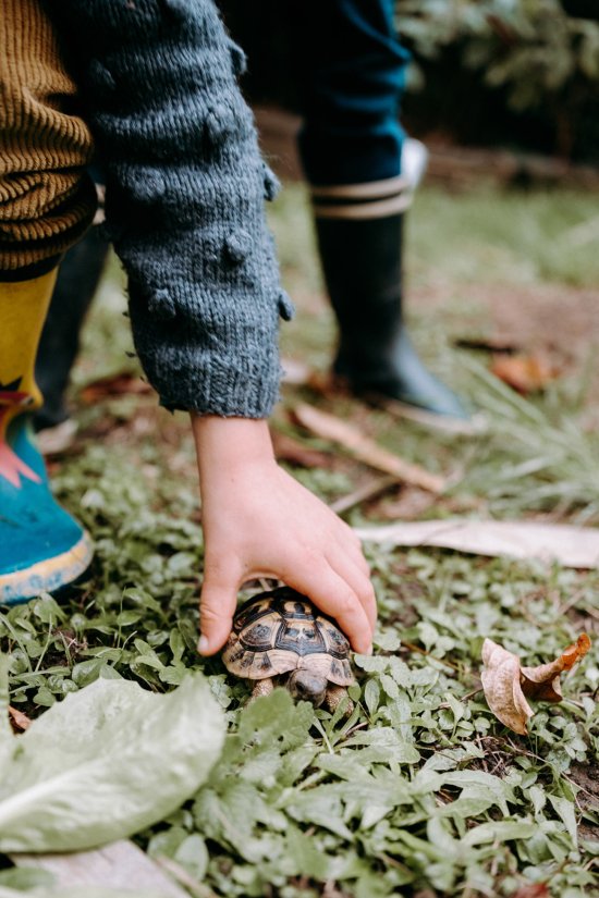 Séance photo grossesse et famille Limoges tortue